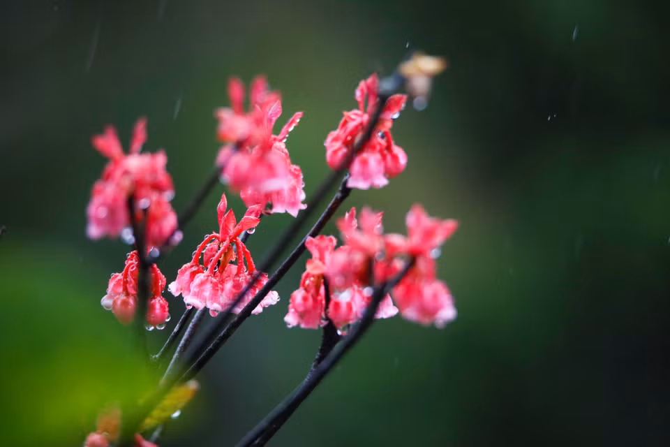  Les fleurs de pêcher s'épanouissent, annonçant un nouveau printemps vibrant de vitalité. Photo : VNA 