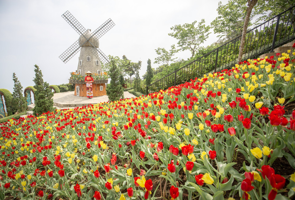  Le jardin de tulipes, fleurissant à une altitude de 986 mètres au-dessus du niveau de la mer, donne une nouvelle physionomie au mont Ba Den. Photo: VNA