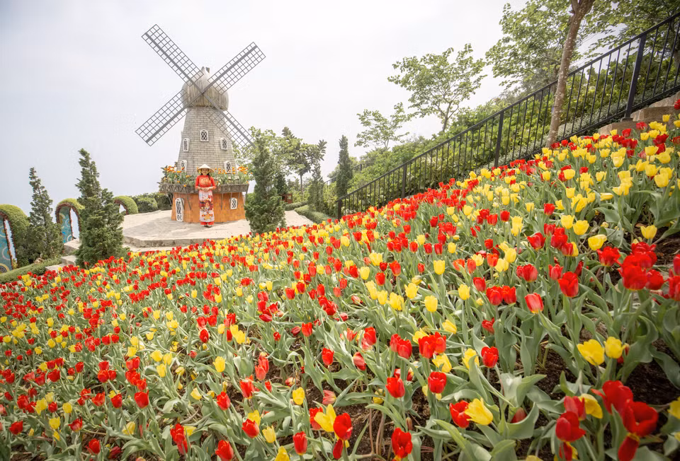  Le jardin de tulipes, fleurissant à une altitude de 986 mètres au-dessus du niveau de la mer, donne une nouvelle physionomie au mont Ba Den. Photo: VNA 