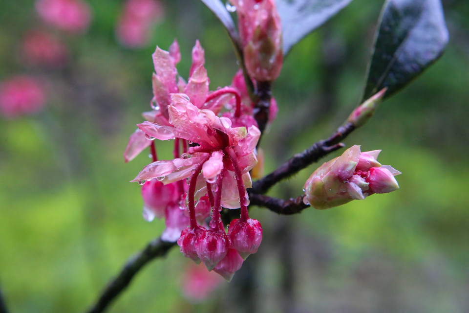  Avant de s'épanouir, les bourgeons des fleurs de pêcher semblent hésiter. Photo : VNA