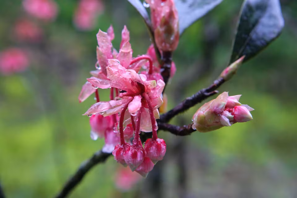  Avant de s'épanouir, les bourgeons des fleurs de pêcher semblent hésiter. Photo : VNA 