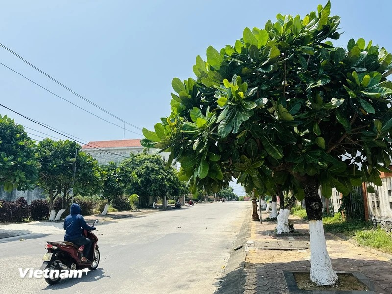  En visitant l'île Ly Son (Quang Ngai), les visiteurs peuvent admirer des milliers de badamiers d'Inde, débordant de vitalité, bravant les tempêtes pour rester solidement ancrés en première ligne de la Patrie. 