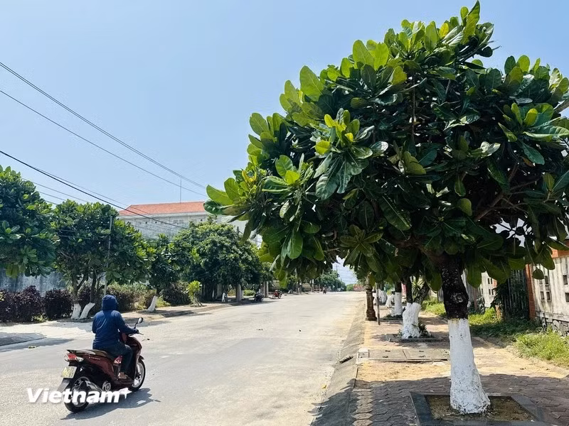  En visitant l'île Ly Son (Quang Ngai), les visiteurs peuvent admirer des milliers de badamiers d'Inde, débordant de vitalité, bravant les tempêtes pour rester solidement ancrés en première ligne de la Patrie. 
