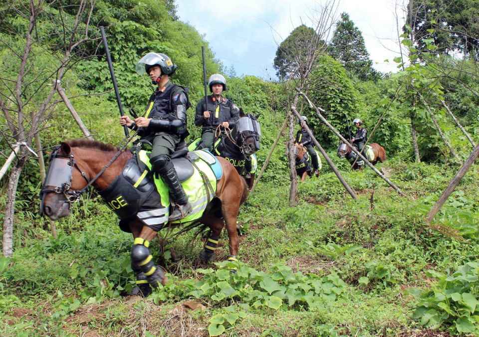 Outre leurs compétences de combat, les chevaux ont aussi une grande capacité de charge, font preuve de ténacité et d'endurance et se déplacent de manière stable. Cela aide les forces à patrouiller et à contrôler les zones au terrain difficile. Photo : VNA