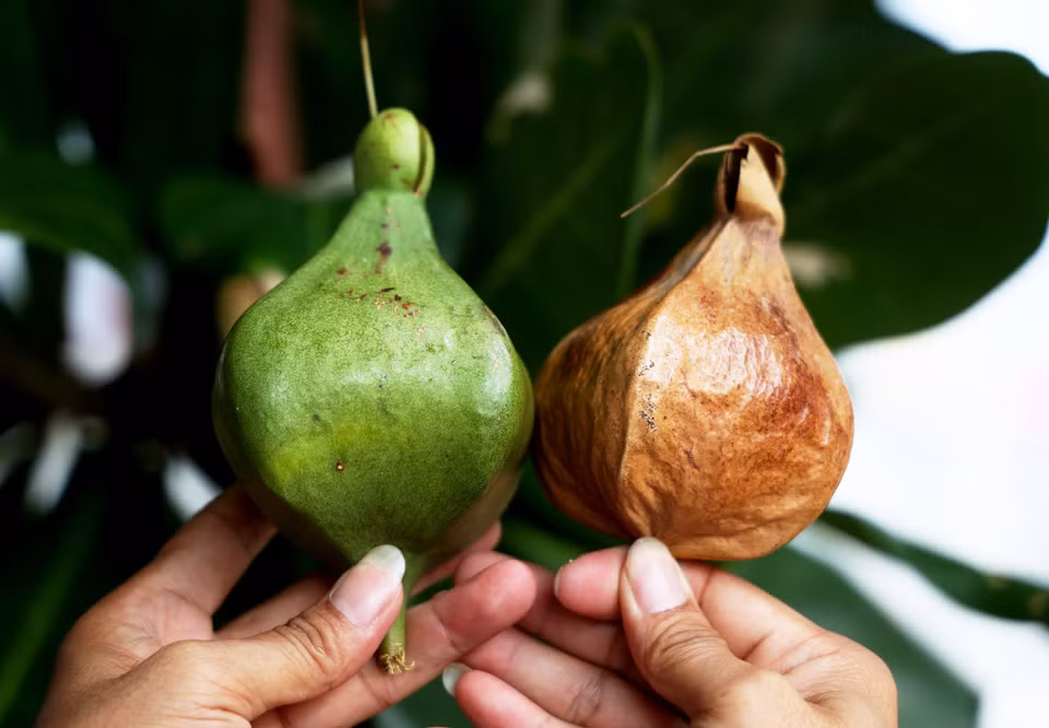  Des fruits frais et séchés. Photo : VNA 