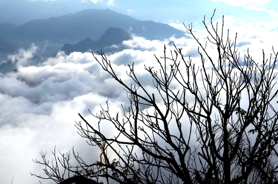 Des arbres malingres au sommet du mont Lao Ty Phung, à une altitude de plus de 1 200 m. Photo : VNA