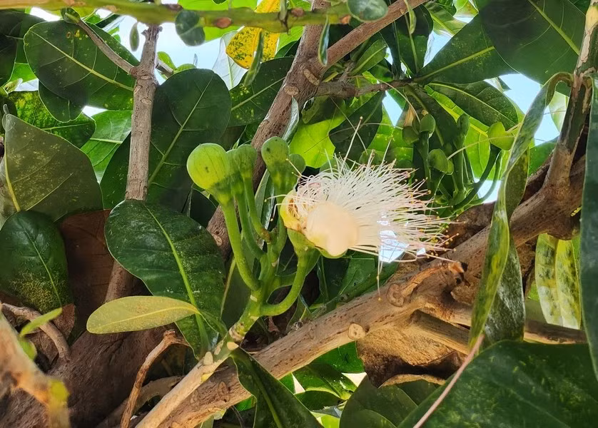  Ces arbres, qui peuvent atteindre une hauteur de 7 à 25 m, produisent des grappes de fleurs blanches qui s'épanouissent uniquement la nuit. 