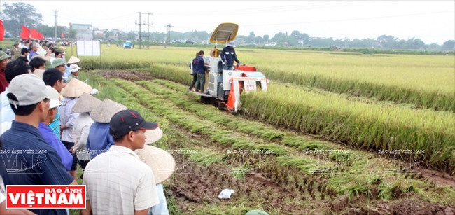 Usage de moissonneuses-batteuses à Hanoï.