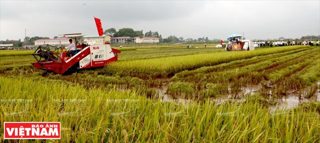 Le modèle de récolte du riz par moissonneuse-batteuse est largement appliqué par les agriculteurs de Hanoï.