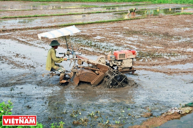 Utilisation de motoculteurs dans la commune de Song Phuong