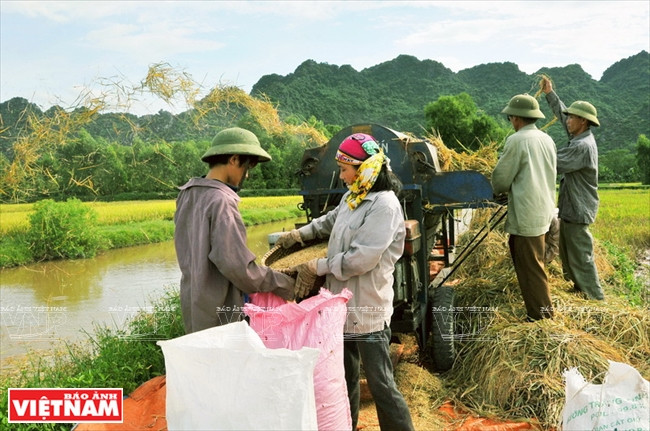 Récolte du riz dans la commune de Hung Tien, district de My Duc.
