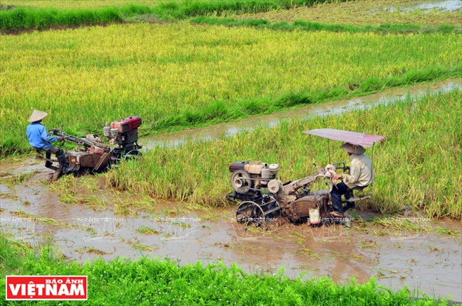 Usage de motoculteurs ​en plaine. 
