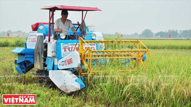 Les moissonneuses-batteuses aident les agriculteurs à réduire la durée de la récolte.