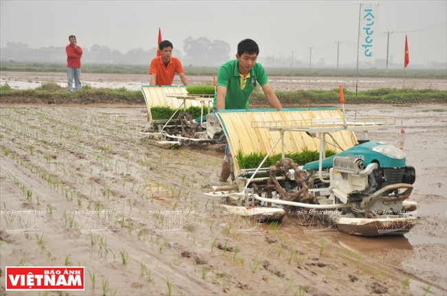 Les repiqueuses mécaniques aident les agriculteurs à réduire leur force de travail. 