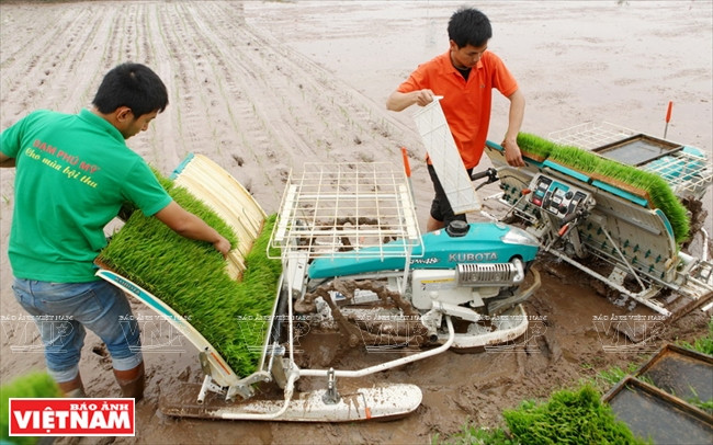 Des agriculteurs de Hanoï utilisant des repiqueuses mécaniques.