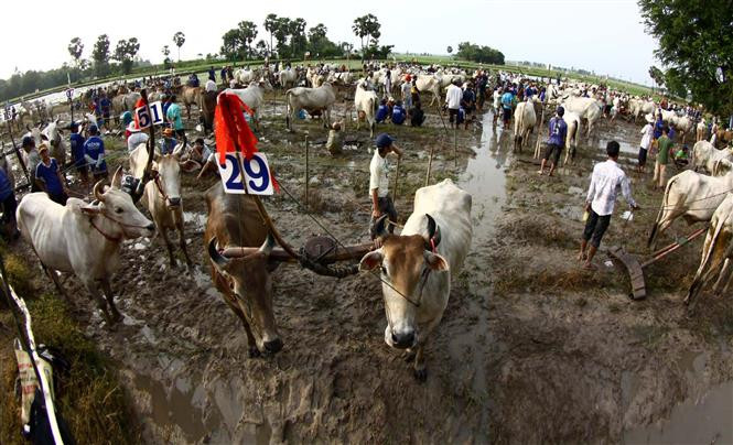 L’évènement se tient chaque année dans la région de Bay Nui (districts de Tri Tôn et Tinh Biên, province d’An Giang).