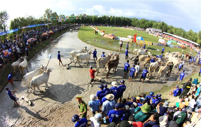 Lors du premier, deux paires de bœufs, chacune sur une ligne de la piste, un peu comme en athlétisme, effectuent deux tours en trottant. L’objectif est de «défiler» tout en respectant tout de même des règles strictes : pas le droit d’empiéter sur la ligne ou sur la herse du voisin.
