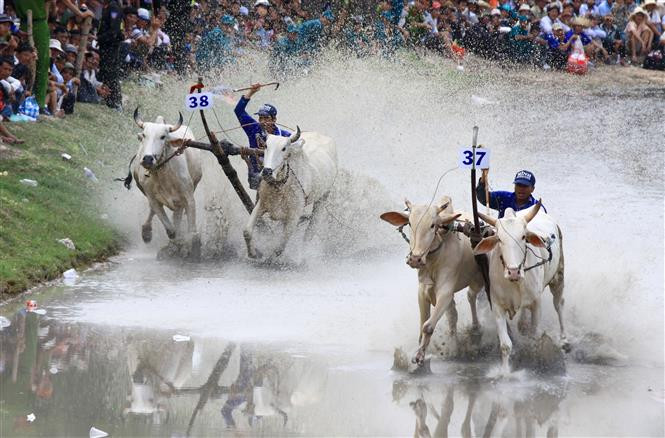 La course est divisée en deux cycles : hô et tha.