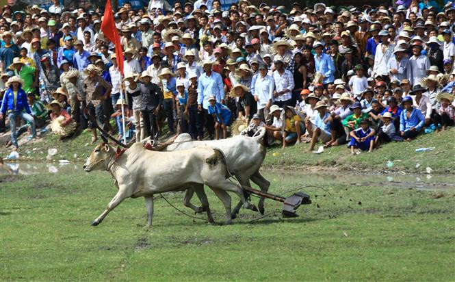 Lors du cycle tha, la course proprement dite commence. Il n’est alors plus nécessaire de garder sa ligne et «se frotter» à la herse de l’adversaire est autorisé.