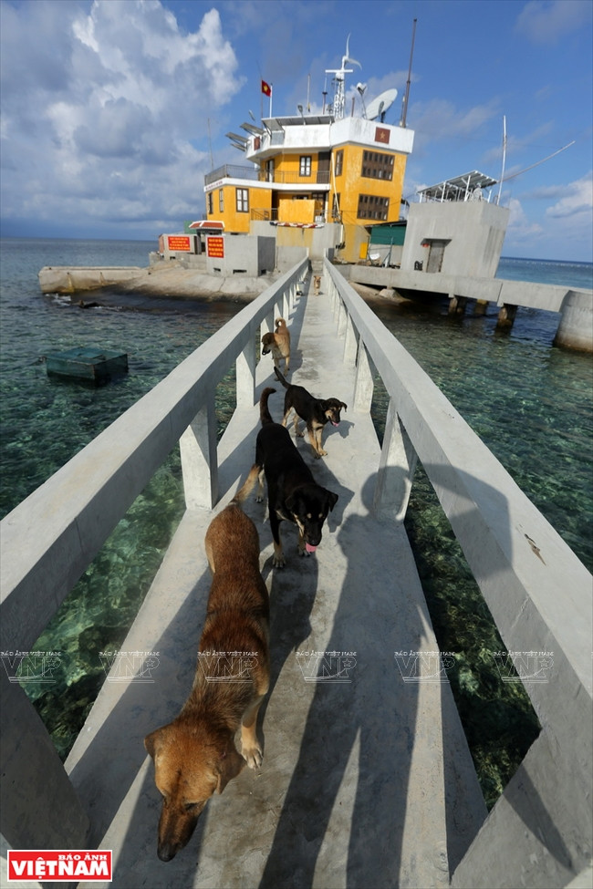 Les chiens du récif de Co Lin sont appelés les « chiens soldats ». Photo: Thong Thien