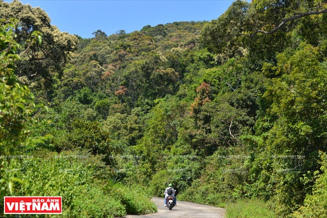 Entre avril et juin est la période de jeune pousse de la forêt de Son Tra qui fournit une nourriture abondante pour le douc à pattes brunes.