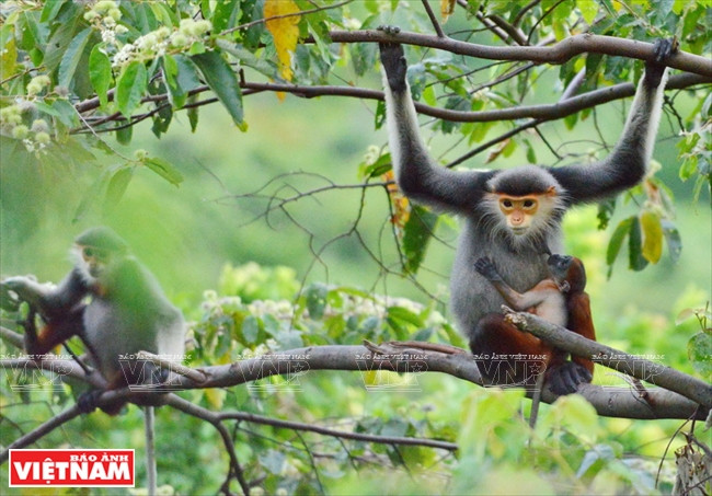 Des doucs à pattes brunes sur la péninsule de Son Tra