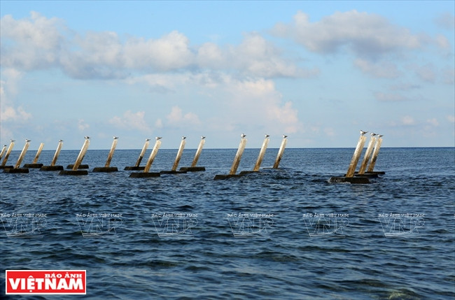 De nombreuses espèces d'oiseaux vivent sur le récif de Co Lin. Photo: Thong Thien