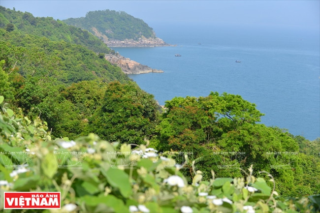 La forêt de Son Tra dispose d'un terrain en pente tourné vers la mer avec une végétation abondante et un climat frais créant l'habitat idéal pour le douc à pattes brunes (Pygathrix nemaeus).