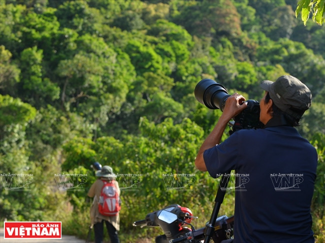 La forêt de Son Tra est aussi un lieu de prédilection pour les photographes