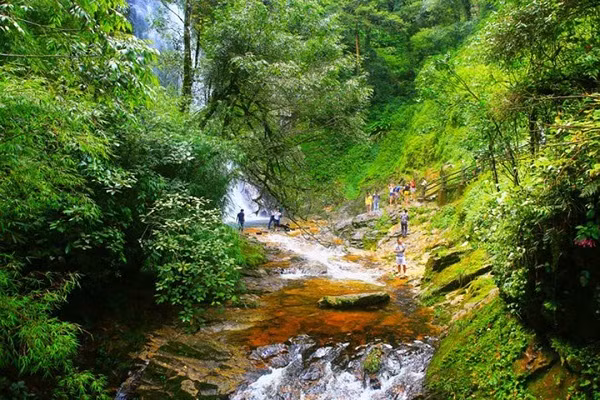 La forêt primaire est située au Nord de l'île. Photo : saigonstartravel.com