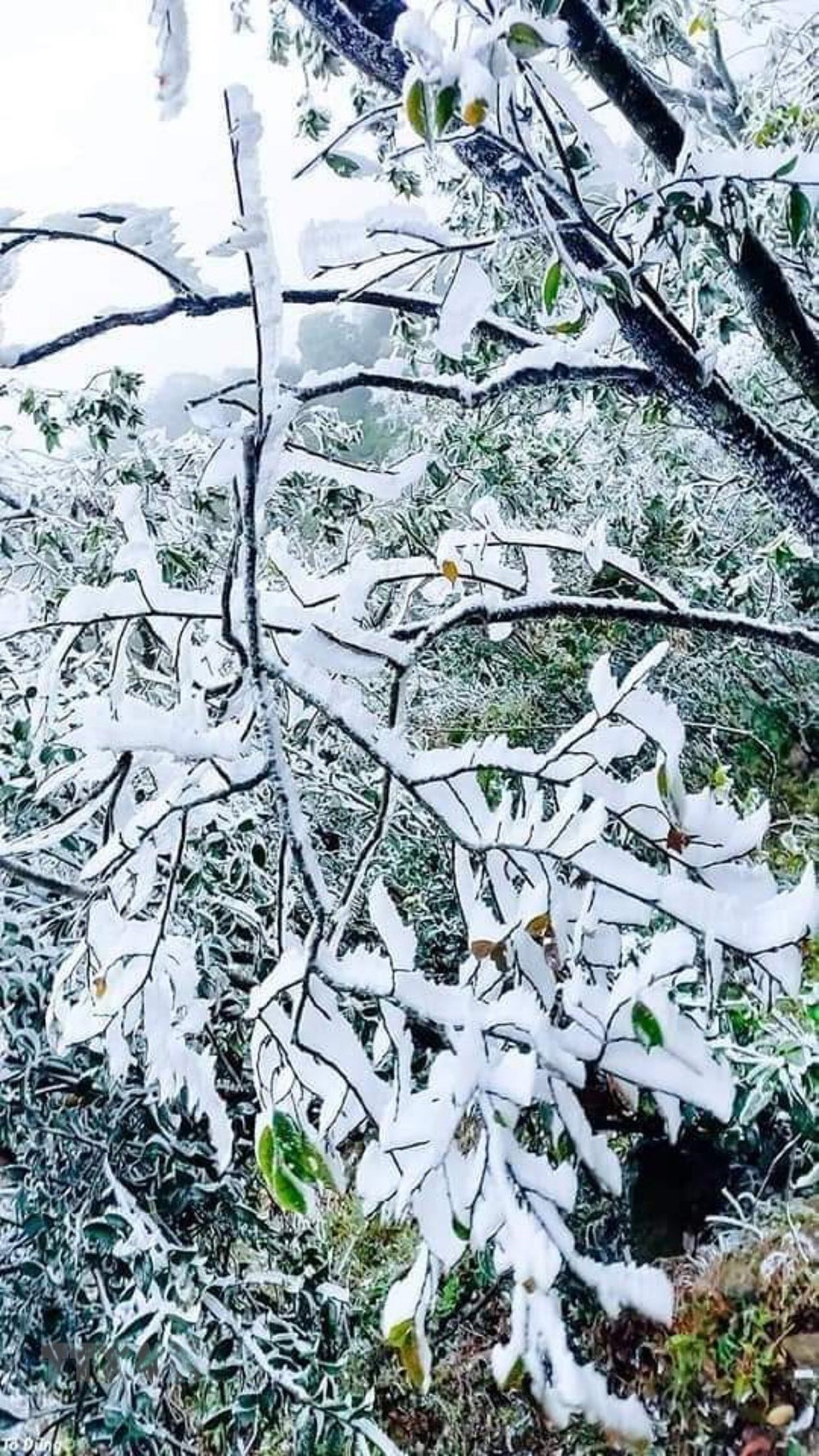 Des branches d’arbres givrés au sommet du col de Khau Pha. Photo: VNA