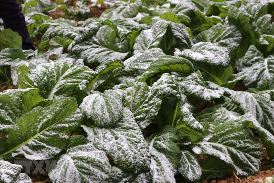 Le givre blanc apparaît à Ha Giang dont quelques localités ont enregistré une température de moins de 0°C. Photo: VNA