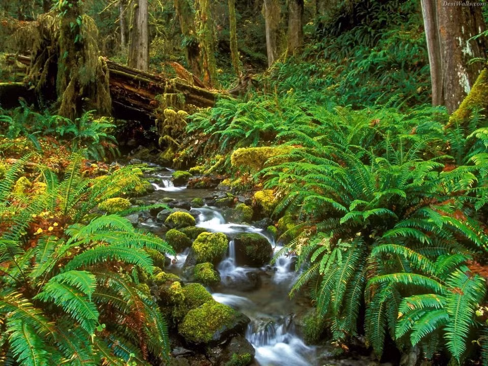 Un coin de la forêt primaire de Phu Quoc. Photo : saigonstartravel.com