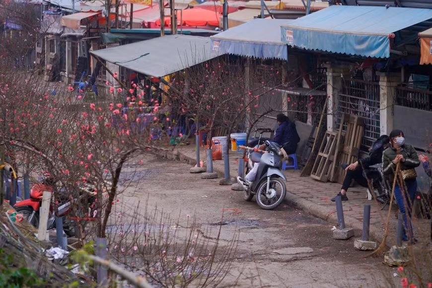 La beauté de cette fleur symbolise aussi celle des filles du Nord : tendresse, timidité, beauté. Tout le monde ne connaît pas pleinement la signification de cet arbre. Mais, une chose est sure, c'est qu’à l'occasion du Têt traditionnel, la décoration de la maison avec une branche de pêcher en fleur est indispensable. Cela est devenu une coutume pour tous les Vietnamiens. En décorant la maison avec cette fleur, tout le monde souhaite passer une année heureuse et prospère. La plante apporte également une nouvelle source de vitalité qui aide tous les membres de la famille à jouir d'une bonne santé. La beauté de cette fleur symbolise aussi les filles du Nord: douces, timides et gracieuses. Photo: VietnamPlus
