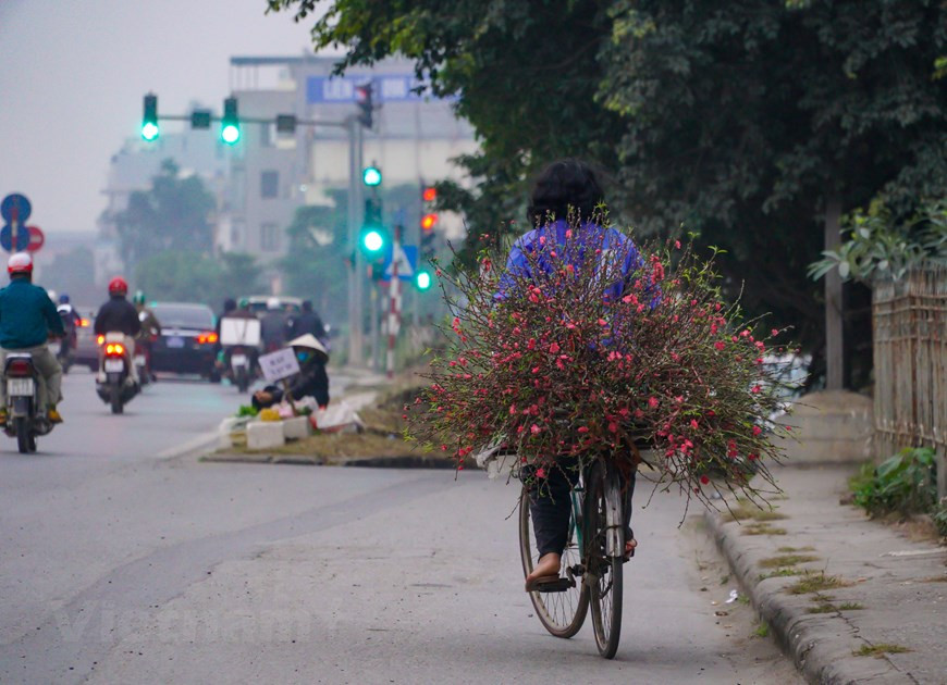 La fleur de pêcher est un élément indispensable de chaque famille lors du Têt (Nouvel An lunaire), grâce à son importance dans la vie spirituelle des Vietnamiens. La fleur de pêcher est considérée comme la quintessence des Cinq Éléments du cosmos (Ngu hành): Bois, Métal, Feu, Eau, Terre. Elle peut chasser tous les démons et apporter aux gens une vie de paix et de bonheur. La fleur de pêcher symbolise également la fertilité. Tout le monde souhaite avoir une année heureuse et prospère, une famille heureuse et de bonnes affaires. La fleur de pêcher apporte la confiance et l’espoir pour de bonnes choses à l'avenir. La fleur de pêcher apporte aussi une nouvelle source de vitalité, une bonne santé…pour la famille. Tout est comme on le souhaite. Photo: VietnamPlus