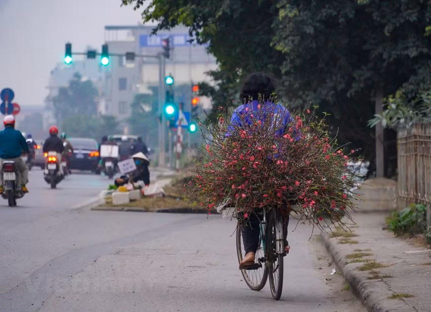 La fleur de pêcher est un élément indispensable de chaque famille lors du Têt (Nouvel An lunaire), grâce à son importance dans la vie spirituelle des Vietnamiens. La fleur de pêcher est considérée comme la quintessence des Cinq Éléments du cosmos (Ngu hành): Bois, Métal, Feu, Eau, Terre. Elle peut chasser tous les démons et apporter aux gens une vie de paix et de bonheur. La fleur de pêcher symbolise également la fertilité. Tout le monde souhaite avoir une année heureuse et prospère, une famille heureuse et de bonnes affaires. La fleur de pêcher apporte la confiance et l’espoir pour de bonnes choses à l'avenir. La fleur de pêcher apporte aussi une nouvelle source de vitalité, une bonne santé…pour la famille. Tout est comme on le souhaite. Photo: VietnamPlus