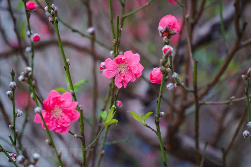 Le rouge éclatant des pêchers fleurissant dans la rue Lac Long Quan (arrodissement de Tay Ho à Hanoï) y attire beaucoup de Hanoïens, ambiance du Têt oblige. Chaque année, dans cette rue se vendent plusieurs espèces de pêchers et d’autres plantes d’agrément indispensable pour fêter le Nouvel An lunaire. Cependant, ce qui intéresse les gens ce ne sont pas les plantes en vente, mais la rangée de vieux pêchers et de pêchers forestiers offerte à la vue de tous. Dans cette rue, on trouve non seulement plusieurs variétés de pêchers traditionnels mais également beaucoup d’autres variétés comme les vieux pêchers et les pêchers forestiers. Photo: VietnamPlus
