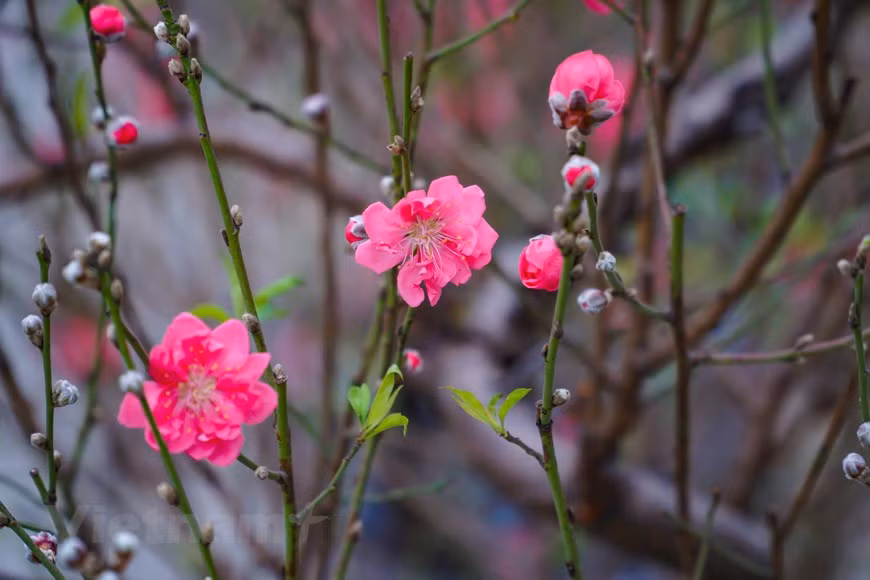 Le rouge éclatant des pêchers fleurissant dans la rue Lac Long Quan (arrodissement de Tay Ho à Hanoï) y attire beaucoup de Hanoïens, ambiance du Têt oblige. Chaque année, dans cette rue se vendent plusieurs espèces de pêchers et d’autres plantes d’agrément indispensable pour fêter le Nouvel An lunaire. Cependant, ce qui intéresse les gens ce ne sont pas les plantes en vente, mais la rangée de vieux pêchers et de pêchers forestiers offerte à la vue de tous. Dans cette rue, on trouve non seulement plusieurs variétés de pêchers traditionnels mais également beaucoup d’autres variétés comme les vieux pêchers et les pêchers forestiers. Photo: VietnamPlus