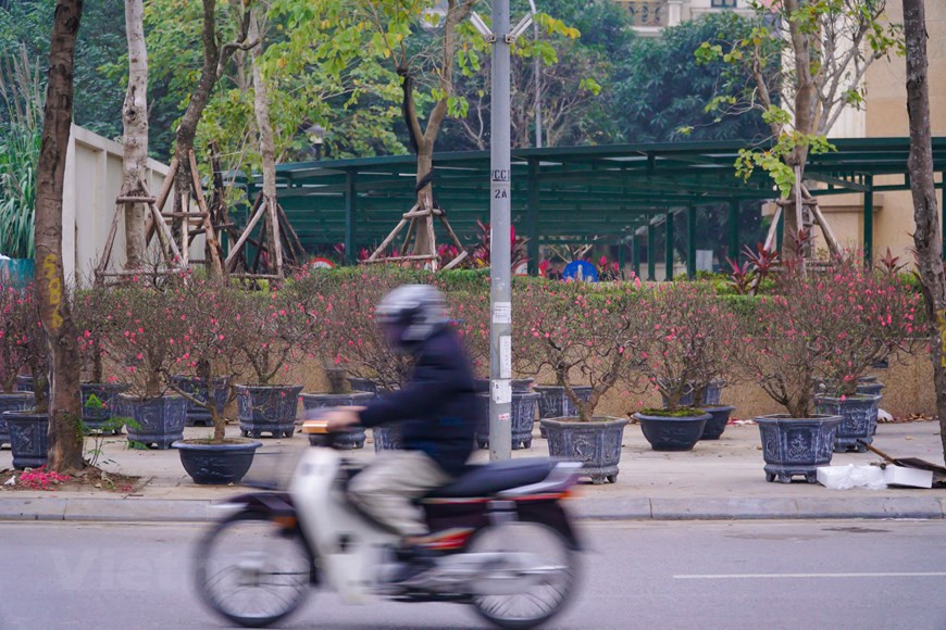 Pour pouvoir proposer de belles branches de pêchers, les horticulteurs s’y prennent plusieurs semaines, voire plusieurs mois à l’avance. Tout est calculé pour que la floraison se produise pendant le Têt. Dans le même temps, les Hanoïens se rendent sur les marchés aux fleurs non seulement pour choisir et acheter de belles branches de fleurs de pêcher ou d’arbres de kumquat, mais aussi pour trouver des moments de détente et espérer un printemps chaud et une nouvelle année prospère. À Hanoï, les marchés aux fleurs traditionnels tels que Quang Ba et Hang Luoc attirent la plupart des gens à visiter des semaines avant le Têt. Photo: VietnamPlus