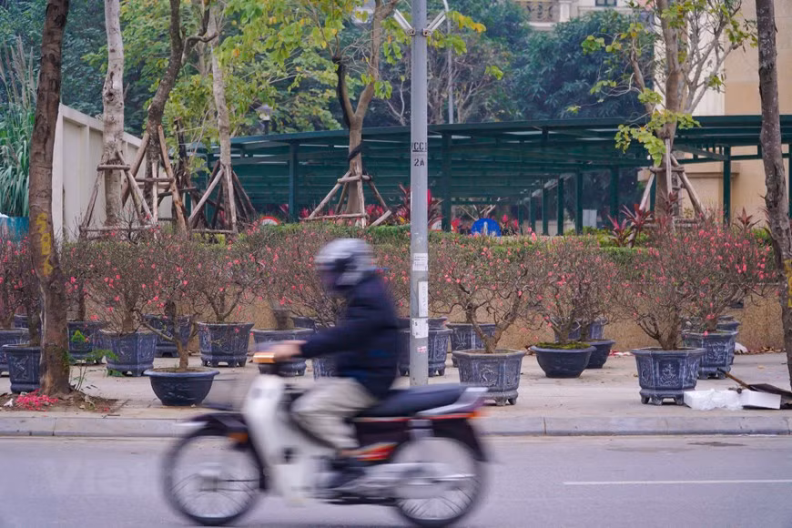 Pour pouvoir proposer de belles branches de pêchers, les horticulteurs s’y prennent plusieurs semaines, voire plusieurs mois à l’avance. Tout est calculé pour que la floraison se produise pendant le Têt. Dans le même temps, les Hanoïens se rendent sur les marchés aux fleurs non seulement pour choisir et acheter de belles branches de fleurs de pêcher ou d’arbres de kumquat, mais aussi pour trouver des moments de détente et espérer un printemps chaud et une nouvelle année prospère. À Hanoï, les marchés aux fleurs traditionnels tels que Quang Ba et Hang Luoc attirent la plupart des gens à visiter des semaines avant le Têt. Photo: VietnamPlus