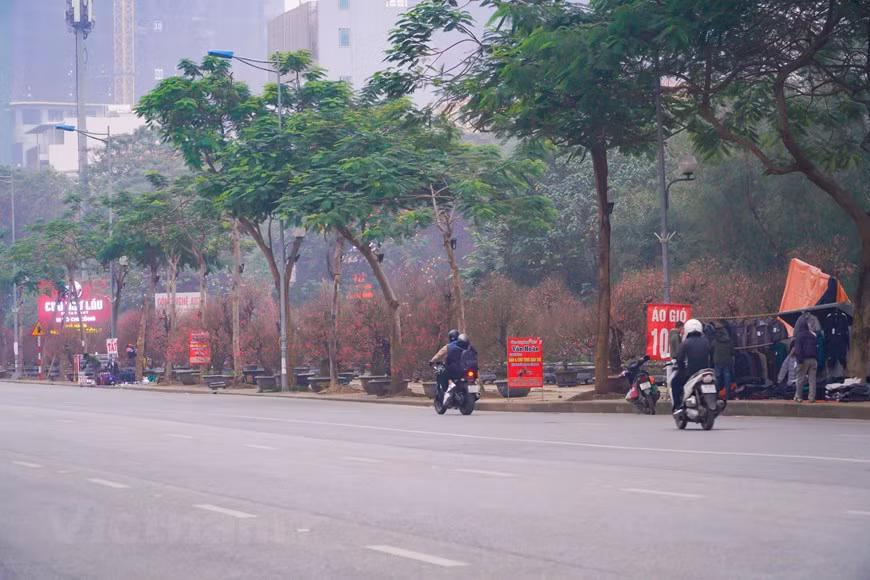 Des villages de pêchers de Hanoï, le plus connu est celui de Nhât Tân, dans l’arrondissement de Tây Hô. Ce village floricole, appelé jadis Nhât Chiêu, est connu pour deux types de fleurs de pêcher: l’un avec des pétales roses clairs, et l’autre avec des pétales roses foncés presque rouges. On raconte que le roi Quang Trung, après avoir vaincu les troupes Tsing durant le Têt de l’année Ky Dâu (1789), fit porter de Thang Long (Hanoï) à Phu Xuân (actuelle ville de Huê), la plus belle branche de pêcher de Nhât Chiêu, pour l’offrir à son épouse, la princesse Ngoc Hân et lui annoncer la bonne nouvelle. Cette branche représente l’attachement de la population de Thang Long au héros national. Photo: VietnamPlus
