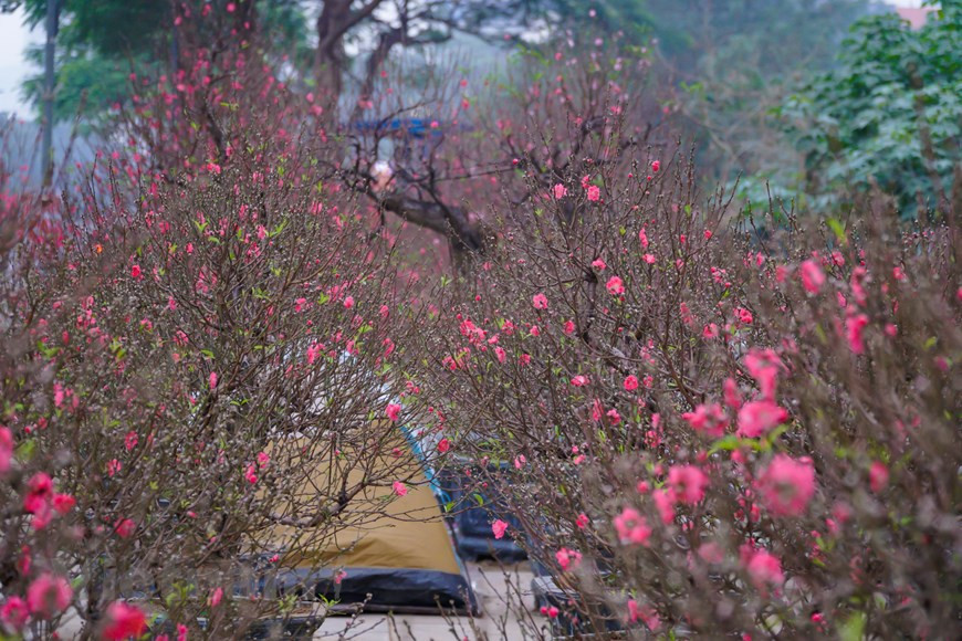 Les pêchers sont en fleurs entre le 15e et le 25e jour du dernier mois de l'année lunaire. Il y a quatre types de fleurs de pêcher: la fleur rose foncé du pêcher “bích”, celle rose pâle du pêcher “phai”, celle blanche du pêcher “bach”, et celle du pêcher “thât thôn”, un tout petit arbre qui donne des fleurs colorées. Considérées comme des messagers du printemps, également du Têt traditionnel, qui tombe souvent entre fin janvier et début février du calendrier solaire, les fleurs d’abricotier et de pêcher apportent un nouveau souffle vital dans la nouvelle année. Selon les ancêtres, les fleurs de pêcher sont un gage de bonheur et de bonne santé. Elles incarnent la chance et la prospérité car des centaines de fleurs ornent chaque branche. Photo: VietnamPlus