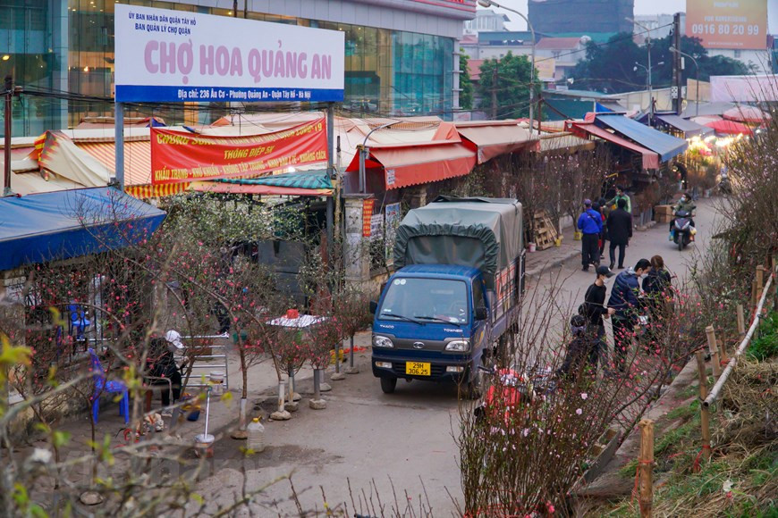 Selon les ancêtres, les fleurs de pêcher sont un gage de bonheur et de bonne santé. Elles apportent un nouveau souffle vital dans la nouvelle année. Elles incarnent la chance et la prospérité car des centaines de fleurs ornent chaque branche. Elles symbolisent également l’endurance car les fleurs peuvent s’épanouir pendant des hivers rigoureux. La fleur de pêcher de couleur rose foncé s’apparente à la beauté douce et charmante des jeunes filles. La légende raconte que la fleur de pêcher sert à chasser les mauvais esprits, et tient éloigné les pensées négatives et la malchance. Les Vietnamiens décorent leur maison de branches de pêcher pour apporter joie et bonne humeur à tous. Une branche ornée de fleurs attire l’attention des visiteurs. Envoyer des fleurs de pêcher rouges aux gens du Sud, pendant la célébration du Nouvel An, est considéré comme un cadeau précieux. Photo: VietnamPlus