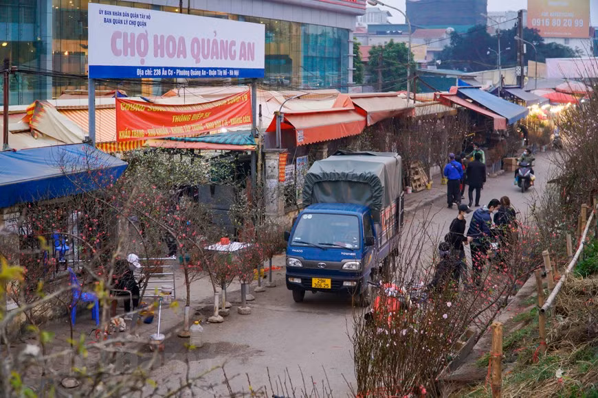 Selon les ancêtres, les fleurs de pêcher sont un gage de bonheur et de bonne santé. Elles apportent un nouveau souffle vital dans la nouvelle année. Elles incarnent la chance et la prospérité car des centaines de fleurs ornent chaque branche. Elles symbolisent également l’endurance car les fleurs peuvent s’épanouir pendant des hivers rigoureux. La fleur de pêcher de couleur rose foncé s’apparente à la beauté douce et charmante des jeunes filles. La légende raconte que la fleur de pêcher sert à chasser les mauvais esprits, et tient éloigné les pensées négatives et la malchance. Les Vietnamiens décorent leur maison de branches de pêcher pour apporter joie et bonne humeur à tous. Une branche ornée de fleurs attire l’attention des visiteurs. Envoyer des fleurs de pêcher rouges aux gens du Sud, pendant la célébration du Nouvel An, est considéré comme un cadeau précieux. Photo: VietnamPlus