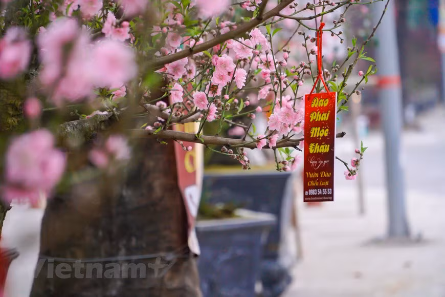 Les prix des fleurs de pêcher à Hanoï ont chuté de manière drastique depuis l’apparition de l’épidémie de COVID-19. Bien que le marché semble toujours occupé, les vendeurs de fleurs de pêcher ont déclaré que la découverte de nouvelles infections communautaires a pesé sur les ventes. Avant l'épidémie, les prix des arbres étaient très élevés. Les petites branches de fleurs de pêcher pourraient être vendues entre 300.000 et 400.000 dongs (13 à 17 dollars) et les grandes entre 1 et 2 millions de dongs (43 à 86 dollars). Maintenant, les branches se vendent de 200.000 dongs à 1,5 million de dongs. Photo: VietnamPlus