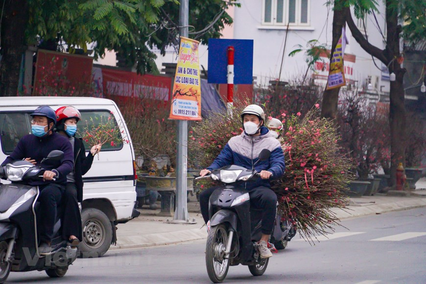 Cette année, le prix d’un arbre de kumquat ornemental varie de 200.000 à 300.000 dongs, tandis que le prix d’un arbre de kumquat à large feuillage variaient de 700.000 à 800.000 dongs. Les grands arbres de kumquat commandent des prix plus élevés, de 1,2 million à 4 millions de dongs. Le marché de cette année a vu de nombreux kumquats aux formes uniques et étranges, adaptés aux clients à goût esthétique élevé et aux acheteurs exigeants. Selon un commerçant de l’arrondissement de Tay Ho, cette année, peu de clients viennent non seulement dans son magasin, mais d'autres magasins du marché aux fleurs sont également dans la même situation. Photo: VietnamPlus
