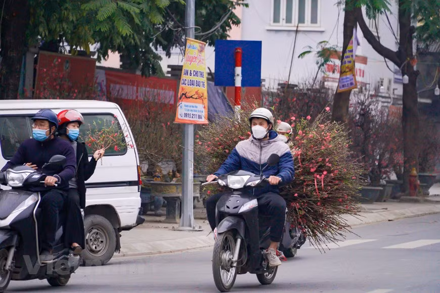 Cette année, le prix d’un arbre de kumquat ornemental varie de 200.000 à 300.000 dongs, tandis que le prix d’un arbre de kumquat à large feuillage variaient de 700.000 à 800.000 dongs. Les grands arbres de kumquat commandent des prix plus élevés, de 1,2 million à 4 millions de dongs. Le marché de cette année a vu de nombreux kumquats aux formes uniques et étranges, adaptés aux clients à goût esthétique élevé et aux acheteurs exigeants. Selon un commerçant de l’arrondissement de Tay Ho, cette année, peu de clients viennent non seulement dans son magasin, mais d'autres magasins du marché aux fleurs sont également dans la même situation. Photo: VietnamPlus