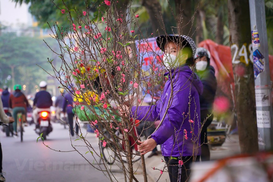 À l’approche du Nouvel An lunaire ou Têt traditionnel, le rouge éclatant des pêchers fleurissant dans les rues de la capitale attire beaucoup de Hanoïens. Pour de nombreuses familles, les pêchers constituent un ornement indispensable lors du Nouvel an lunaire. Les fleurs de pêchers fleurissent au printemps. Elles symbolisent la vitalité et le courage. Leur couleur rose symbolise l'amour et la joie partagée par tous en cette période unique de l'année. Pour beaucoup de personnes, il suffit d’une petite branche de fleurs de pêchers pour apporter l’ambiance du Têt traditionnel au sein de la famille. Les marchés aux fleurs de Hanoï sont traditionnellement en pleine effervescence lors de cette période de l’année. Photo: VietnamPlus