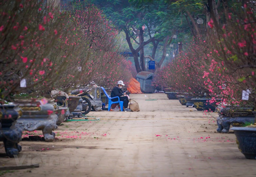 Cependant, cette année, la baisse de la demande d'arbres à fleurs de pêcher et d'arbres de kumquat, malgré une qualité élevée et des prix attractifs, a mis les vendeurs et les agriculteurs sur des épingles et des aiguilles. Les années précédentes, beaucoup de gens allaient acheter des arbres à fleurs de pêcher pour décorer leurs maisons et offrir aux autres plus tôt, mais cette année, les magasins sont trop vides de clients. La faible demande est causée par moins de rassemblements et de fêtes qui ont besoin d'arbres d'ornement pour la décoration en raison de la propagation de la pandémie de COVID-19. Photo: VietnamPlus