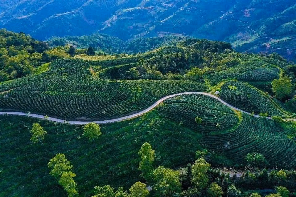 Colline de thé dans la commune de Thanh Cong, district de Nguyen Binh. Photo: VNA